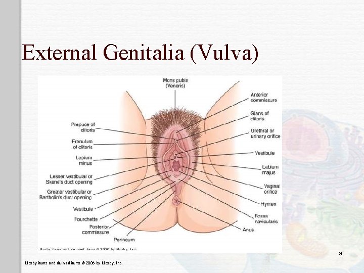 External Genitalia (Vulva) 9 Mosby items and derived items © 2006 by Mosby, Inc.