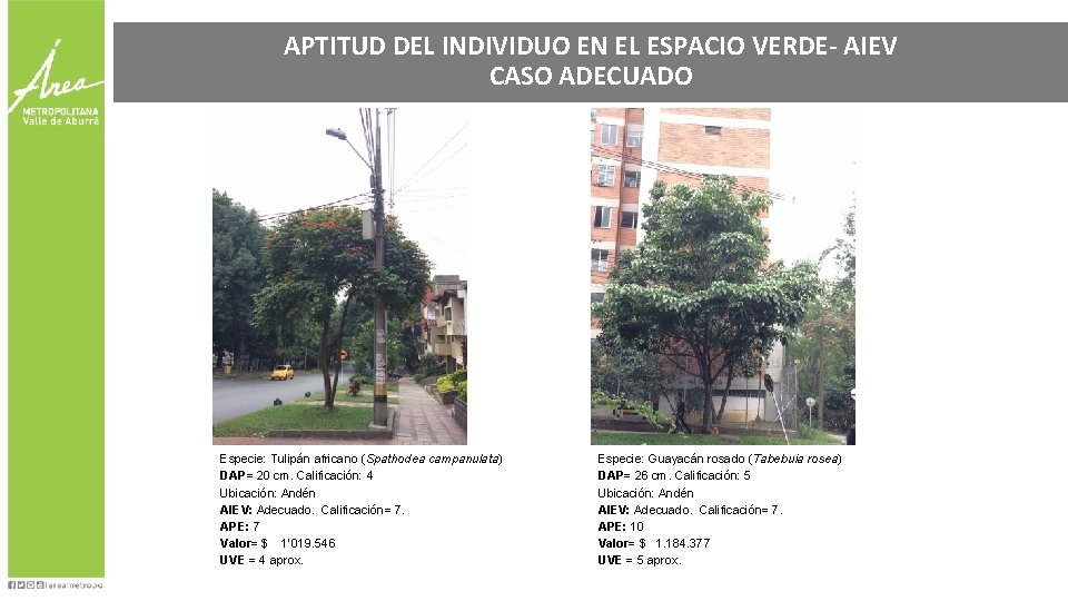 APTITUD DEL INDIVIDUO EN EL ESPACIO VERDE- AIEV CASO ADECUADO Especie: Tulipán africano (Spathodea