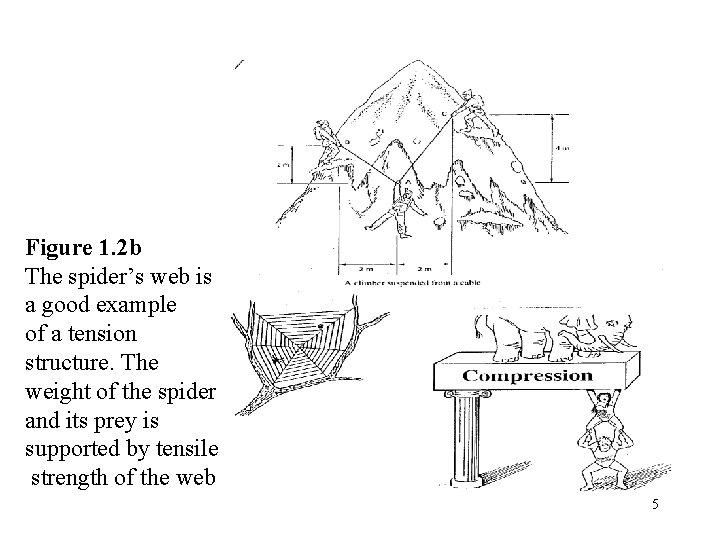 Figure 1. 2 b The spider’s web is a good example of a tension