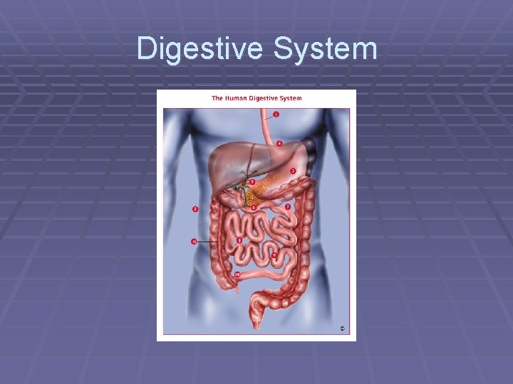 Digestive System 