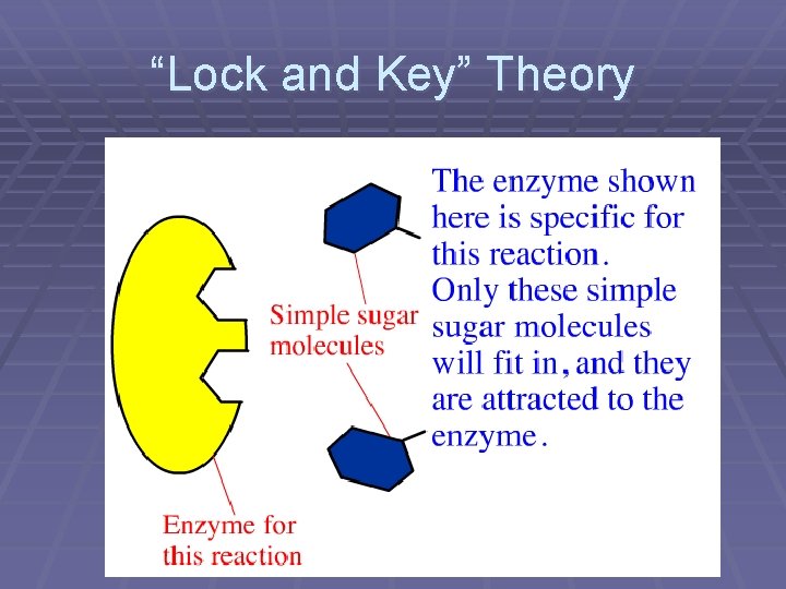 “Lock and Key” Theory 