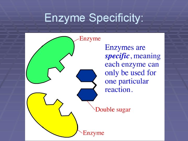 Enzyme Specificity: 