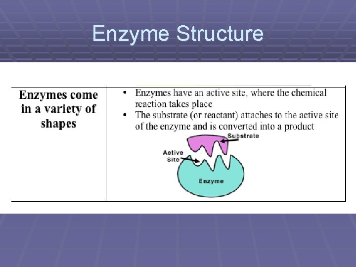 Enzyme Structure 