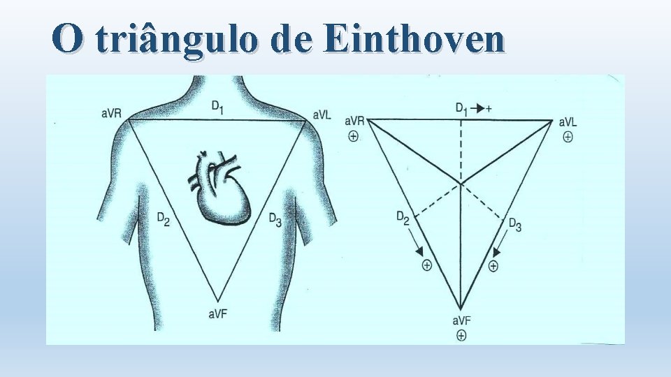 O triângulo de Einthoven 