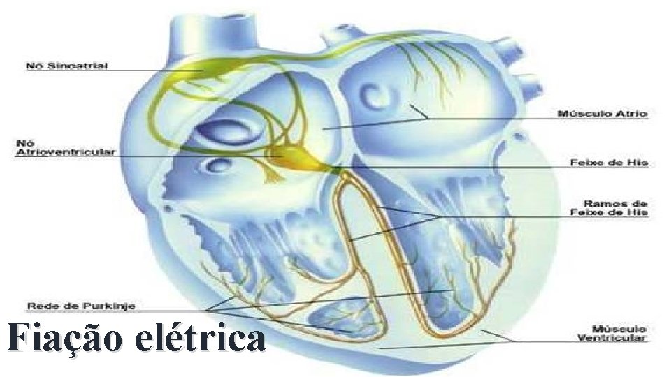 Fiação elétrica 