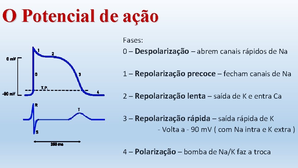 O Potencial de ação Fases: 0 – Despolarização – abrem canais rápidos de Na