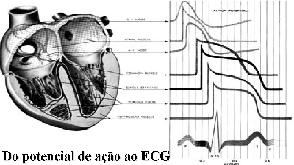 Do potencial de ação ao ECG 