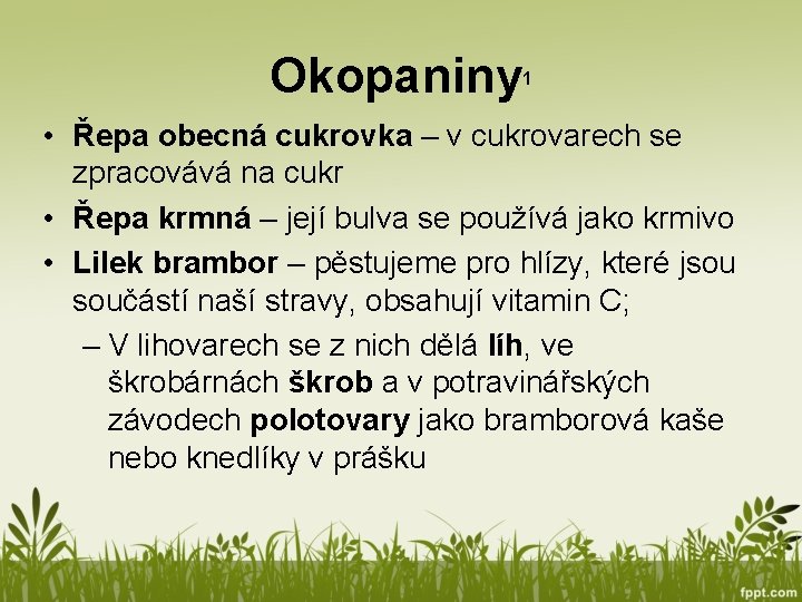 Okopaniny 1 • Řepa obecná cukrovka – v cukrovarech se zpracovává na cukr •