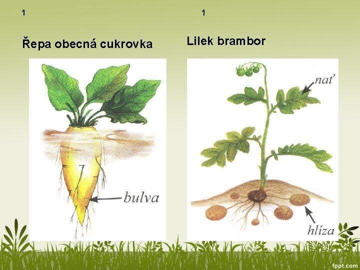 1 Řepa obecná cukrovka 1 Lilek brambor 