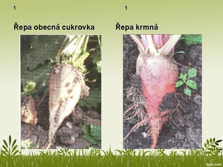 1 Řepa obecná cukrovka 1 Řepa krmná 