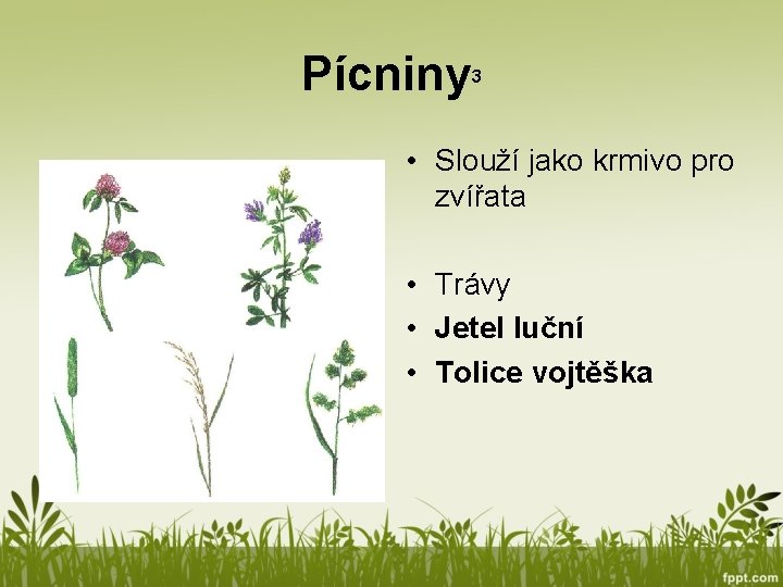 Pícniny 3 • Slouží jako krmivo pro zvířata • Trávy • Jetel luční •