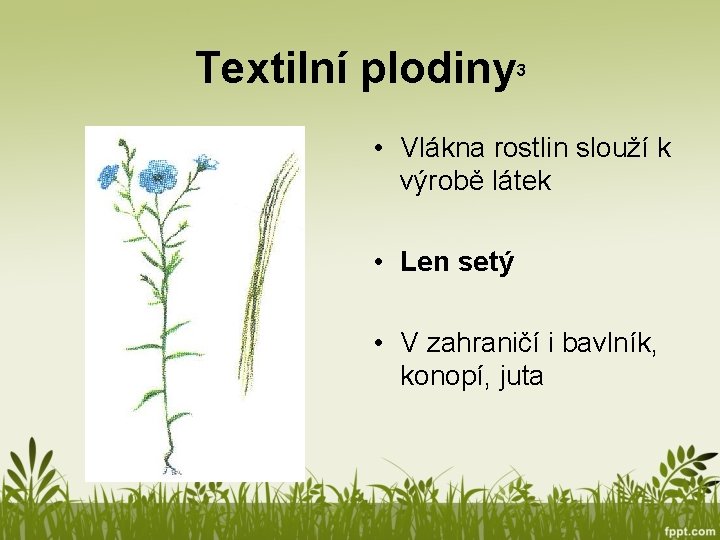 Textilní plodiny 3 • Vlákna rostlin slouží k výrobě látek • Len setý •