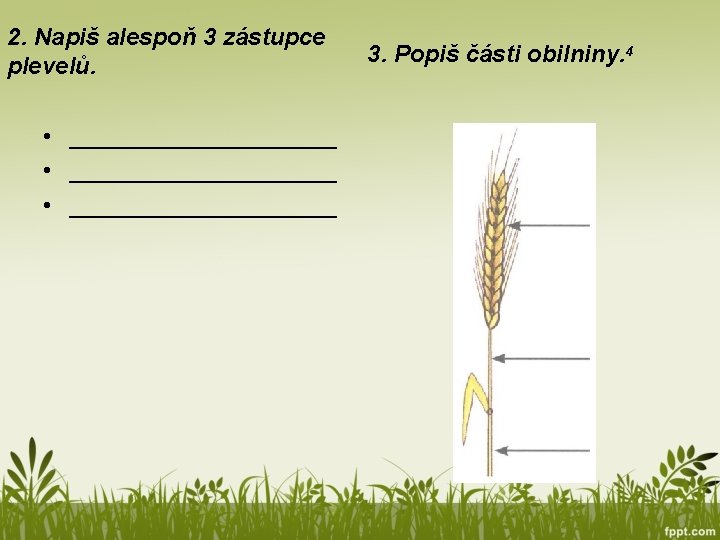 2. Napiš alespoň 3 zástupce plevelů. • ____________________ • __________ 3. Popiš části obilniny.