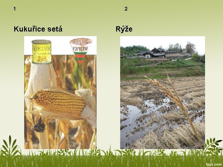 1 Kukuřice setá 2 Rýže 