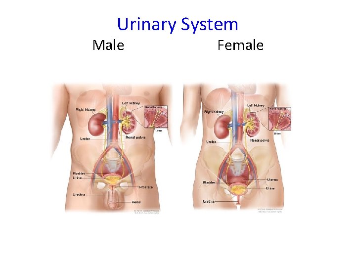 Urinary System Male Female 