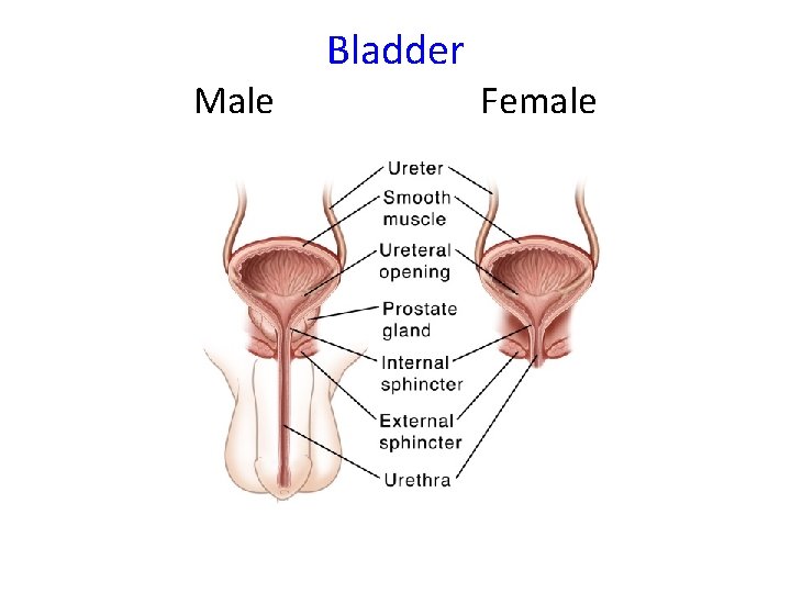 Male Bladder Female 
