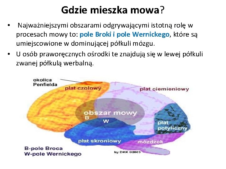 Gdzie mieszka mowa? • Najważniejszymi obszarami odgrywającymi istotną rolę w procesach mowy to: pole