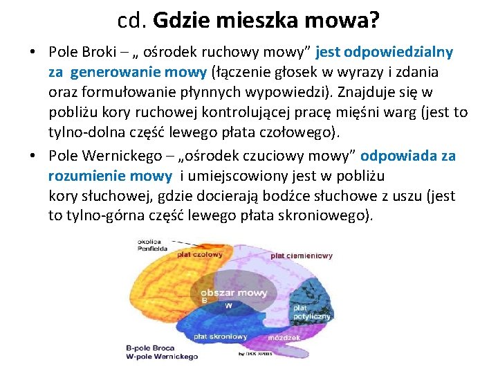 cd. Gdzie mieszka mowa? • Pole Broki – „ ośrodek ruchowy mowy” jest odpowiedzialny