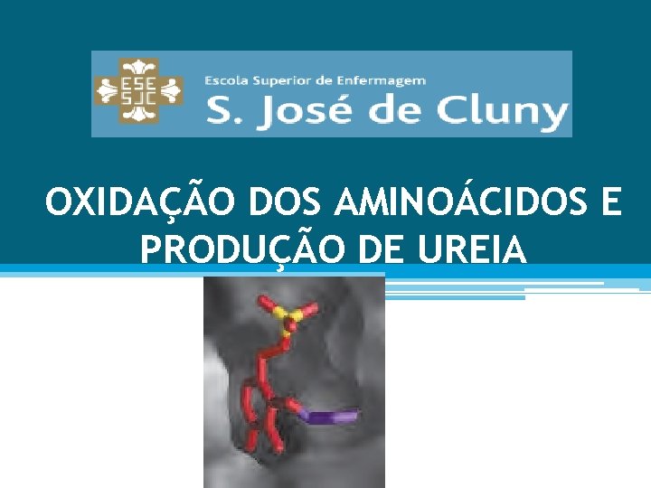 OXIDAÇÃO DOS AMINOÁCIDOS E PRODUÇÃO DE UREIA 