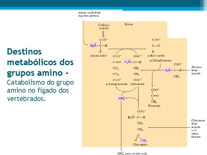 OXIDAO DOS AMINOCIDOS E PRODUO DE UREIA Os