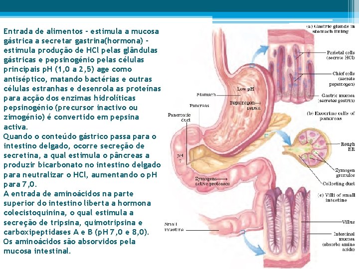 Entrada de alimentos - estimula a mucosa gástrica a secretar gastrina(hormona) estimula produção de