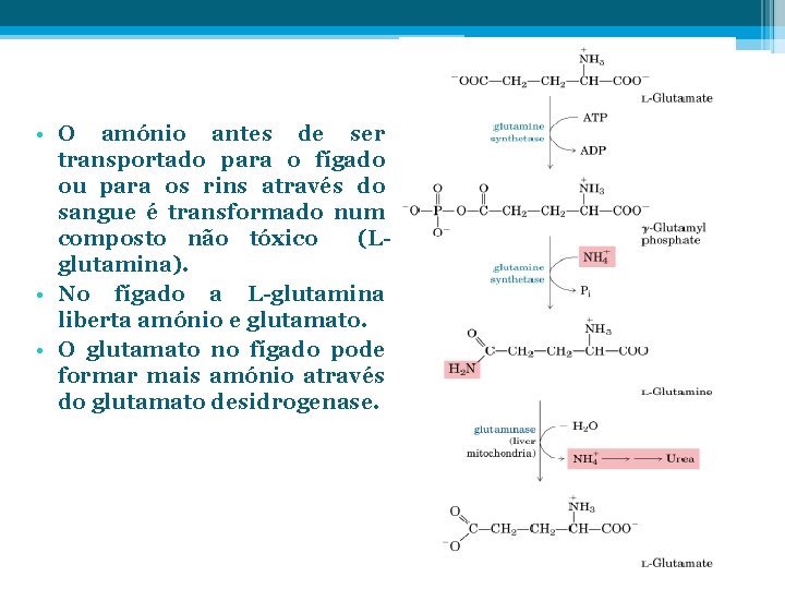  • O amónio antes de ser transportado para o fígado ou para os