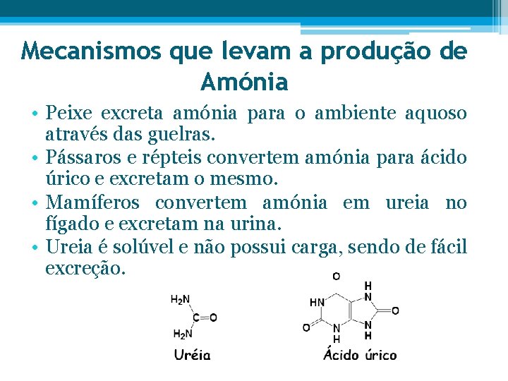 Mecanismos que levam a produção de Amónia • Peixe excreta amónia para o ambiente