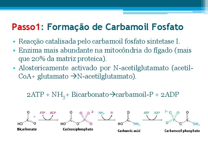 Passo 1: Formação de Carbamoil Fosfato • Reacção catalisada pelo carbamoil fosfato sintetase I.