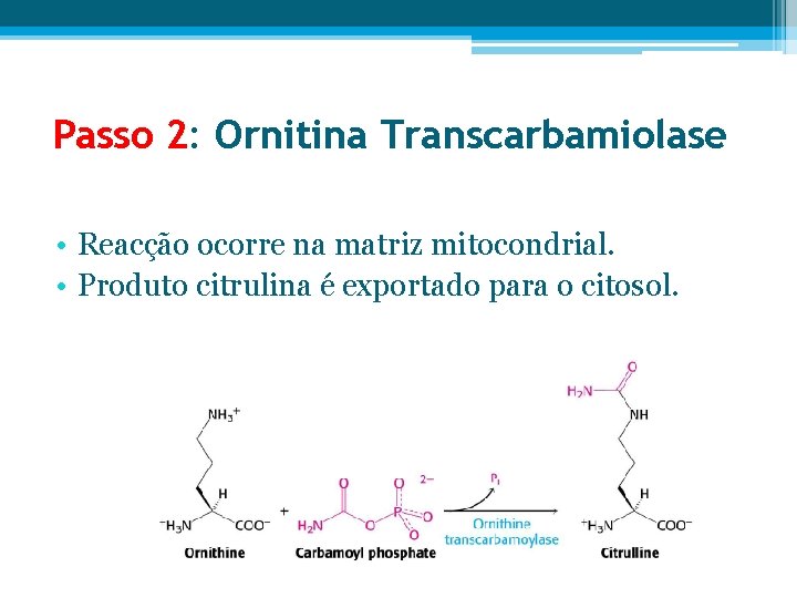 Passo 2: Ornitina Transcarbamiolase • Reacção ocorre na matriz mitocondrial. • Produto citrulina é