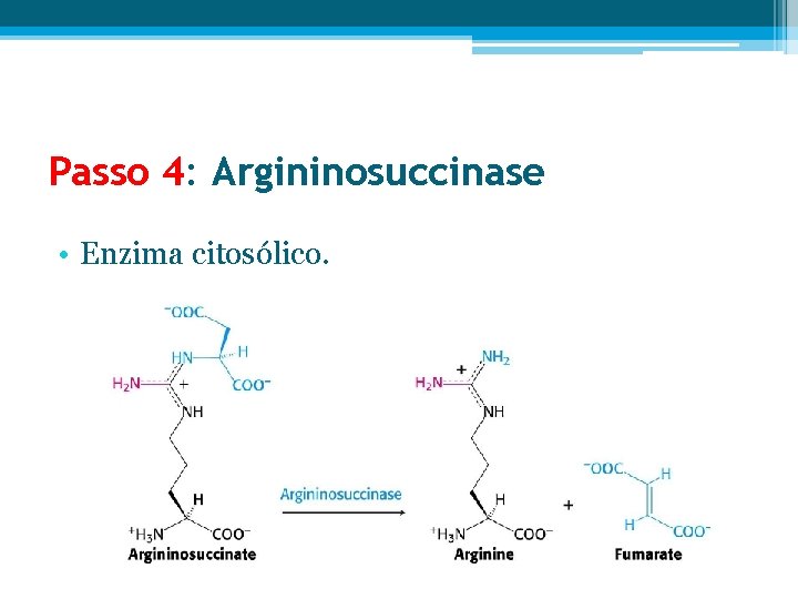 Passo 4: Argininosuccinase • Enzima citosólico. 