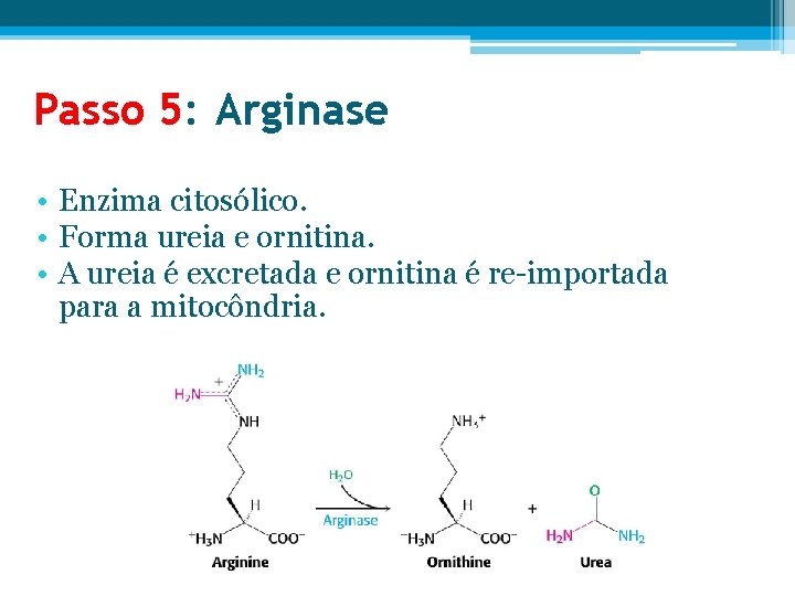 Passo 5: Arginase • Enzima citosólico. • Forma ureia e ornitina. • A ureia