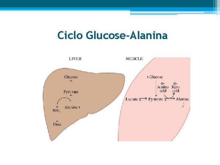 Ciclo Glucose-Alanina 