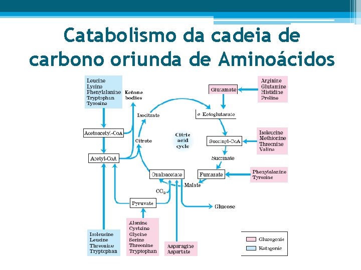 Catabolismo da cadeia de carbono oriunda de Aminoácidos 