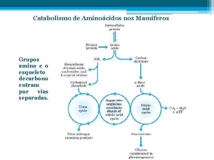 Catabolismo de Aminoácidos nos Mamíferos Grupos amino e o esqueleto decarbono entram por vias