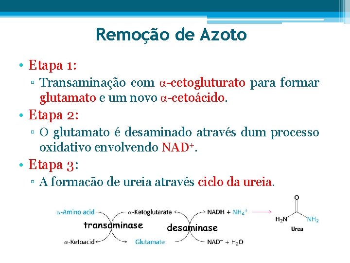 Remoção de Azoto • Etapa 1: ▫ Transaminação com α-cetogluturato para formar glutamato e