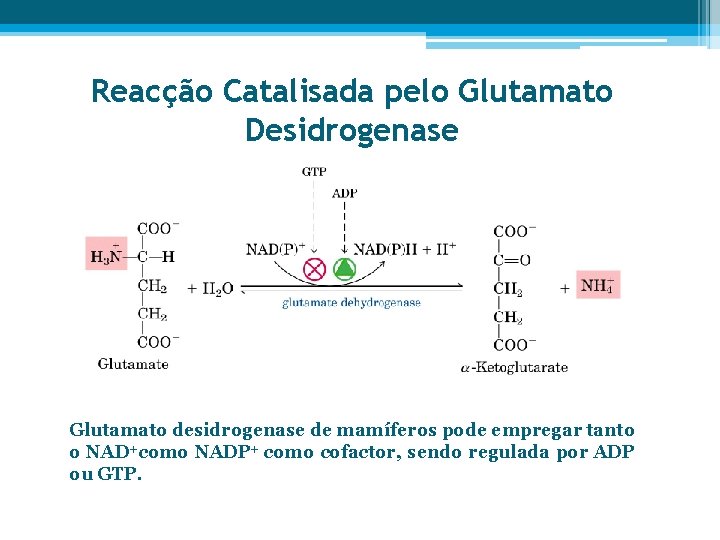 Reacção Catalisada pelo Glutamato Desidrogenase Glutamato desidrogenase de mamíferos pode empregar tanto o NAD+como