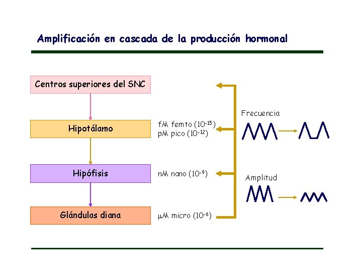 Amplificación en cascada de la producción hormonal Centros superiores del SNC Frecuencia Hipotálamo f.