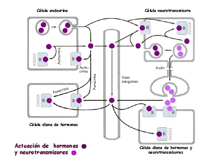 Célula endocrina Célula neurotransmisora Autocrina R R Autocrina R Paracrina c Para Axón rina