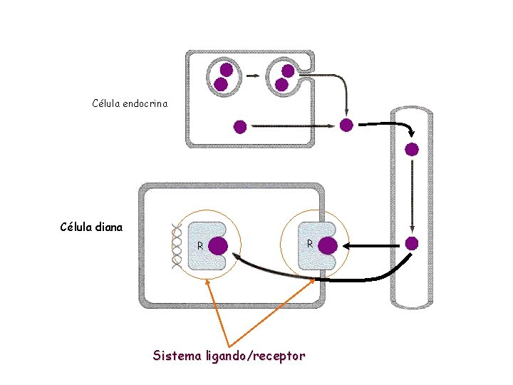 Célula endocrina Célula diana R Sistema ligando/receptor R 