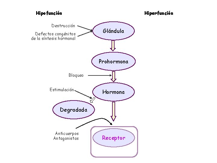 Hiperfunción Hipofunción Destrucción Defectos congénitos de la síntesis hormonal Glándula Prohormona Bloqueo Estimulación Hormona