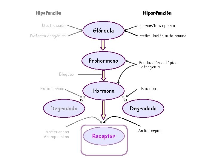 Hiperfunción Hipofunción Destrucción Defecto congénito Glándula Prohormona Tumor/hiperplasia Estimulación autoinmune Producción ectópica Iatrogenia Bloqueo