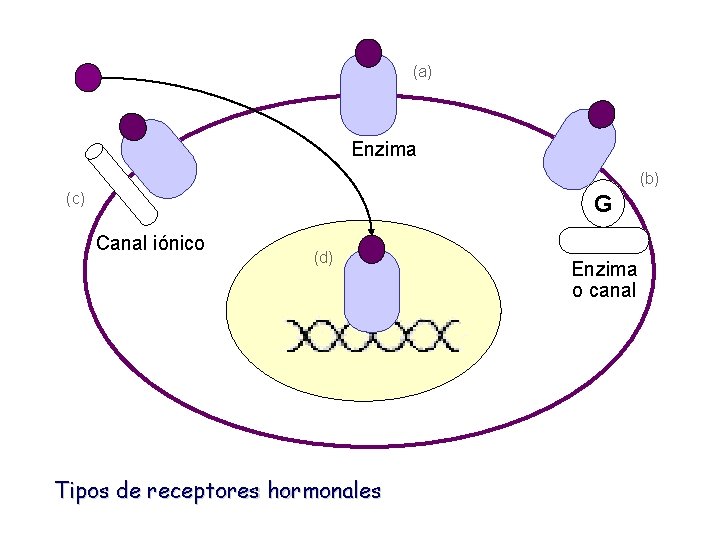 (a) Enzima (b) (c) G Canal iónico (d) Tipos de receptores hormonales Enzima o