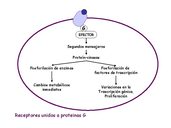 G EFECTOR Segundos mensajeros Proteín-cinasas Fosforilación de enzimas Cambios metabólicos inmediatos Receptores unidos a
