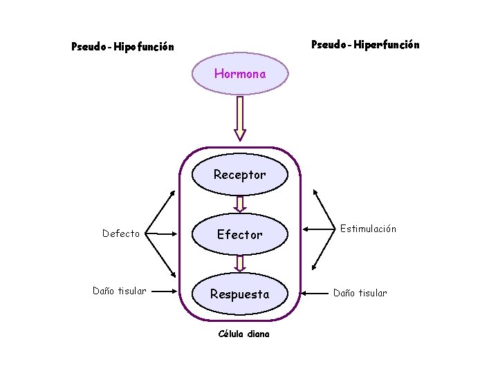 Pseudo-Hiperfunción Pseudo-Hipofunción Hormona Receptor Defecto Efector Daño tisular Respuesta Célula diana Estimulación Daño tisular