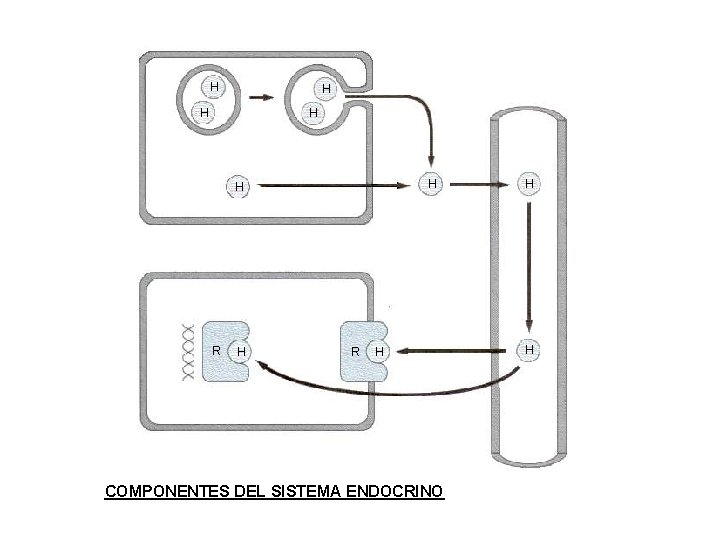 H H H R H COMPONENTES DEL SISTEMA ENDOCRINO H H 