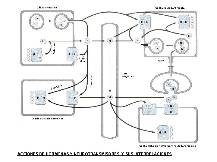 Célula endocrina Célula neurotransmisora H H R H H Autocrina H H H R