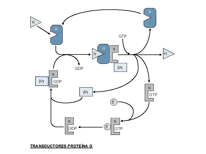 R H R GTP R H H / GDP / GTP E GDP TRANSDUCTORES