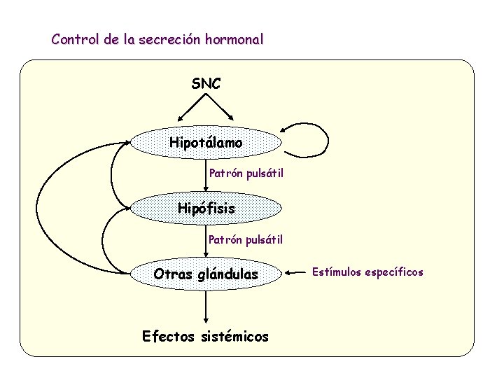 Control de la secreción hormonal SNC Hipotálamo Patrón pulsátil Hipófisis Patrón pulsátil Otras glándulas
