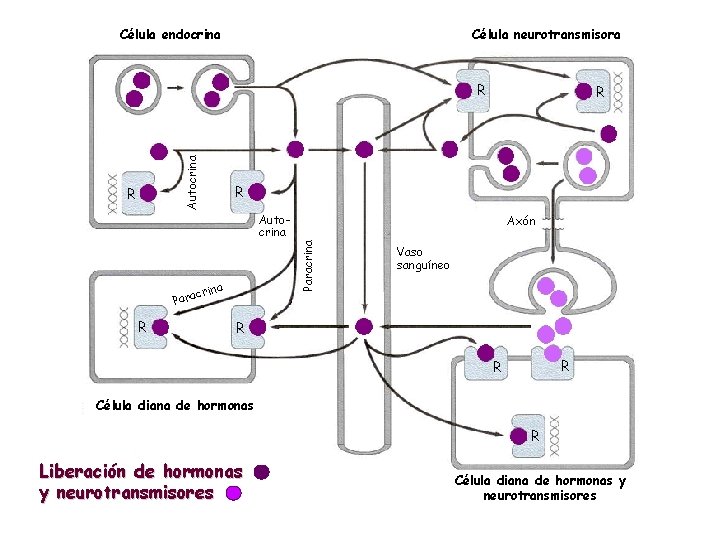 Célula endocrina Célula neurotransmisora Autocrina R R Autocrina R Paracrina c Para Axón rina