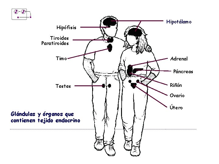 Hipófisis Hipotálamo Tiroides Paratiroides Timo Adrenal Páncreas Testes Riñón Ovario Glándulas y órganos que